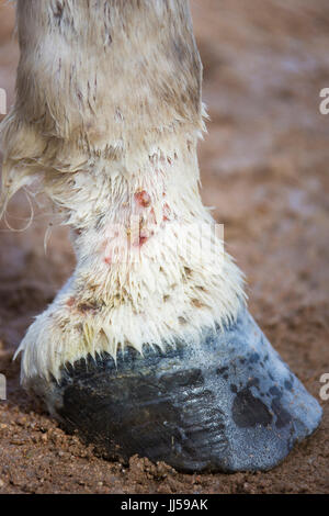 Arabian Horse affetti da febbre di fango Foto Stock