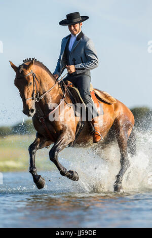 Lusitano. Rider in abito tradizionale al galoppo su una baia stallone attraverso l'acqua. Portogallo Foto Stock