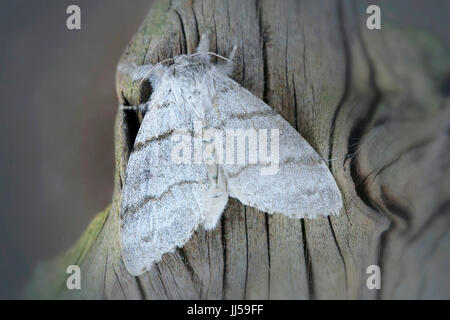 Pale Tussock, falena Red-Tail (Calliteara pudibunda) presso la corteccia di un albero Foto Stock