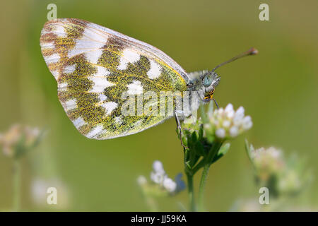 Eastern pezzato bianco (Euchloe ausonia) su un fiore Foto Stock
