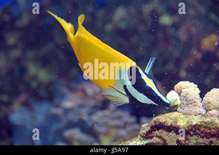 Pesci tropicali nuotare vicino a Coral reef Foto Stock