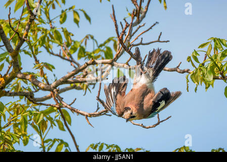 Bird entagled in linea di pesca su albero Foto Stock