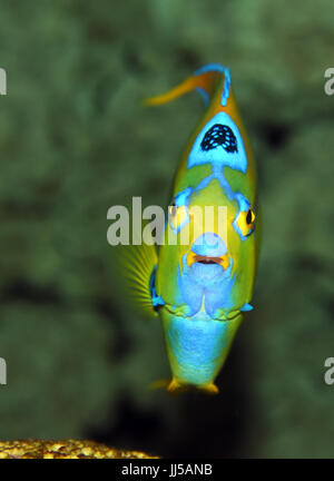 Regina angelfish , pesci tropicali nuotare vicino a Coral reef Foto Stock