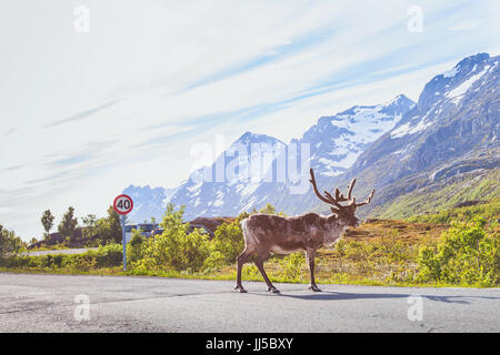 La renna camminando sulla strada in Norvegia Foto Stock