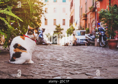 Gatto seduto sulla strada vicino a casa in italia Foto Stock