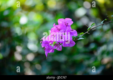 Rosa fiori di Bouganville o fiori di carta con foglie in giardino. impianto lo sfondo sfocato, fiori asiatici, fondale focus Foto Stock