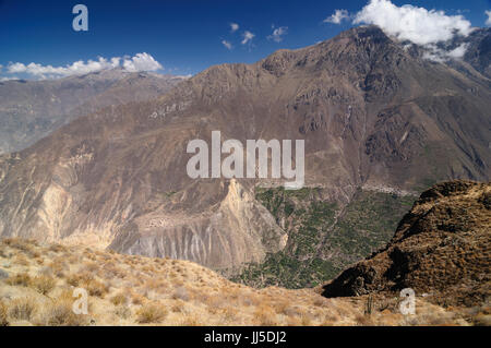 Perù, il Canyon del Colca. Il secend wolds canyon più profondo a 3191m. Il canyon è impostato tra gli alti vulcani e varia da 1000m a 3000m dove la vita il Co Foto Stock