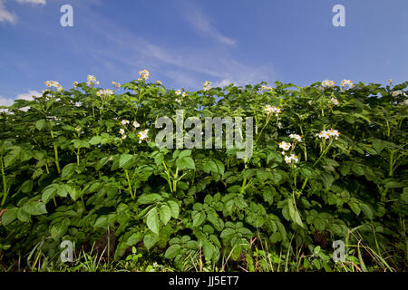 Campo di piante di patate con fiori sotto un cielo blu Foto Stock