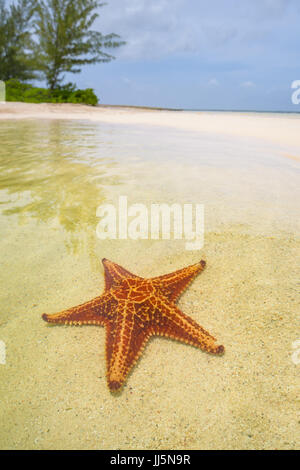 Starfish underwater sulla spiaggia. Foto Stock