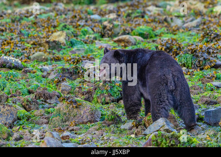 Black Bear alimentazione lungo la spiaggia con la bassa marea, rocce di laminazione nella ricerca di granchi e cozze, British Columbia, Canada. Foto Stock
