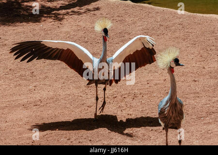 FUENGIROLA, Andalusia/Spagna - 4 Luglio : Nero coronata gru presso il Bioparco in Fuengirola Costa del Sol Spagna il 4 Luglio 2017 Foto Stock