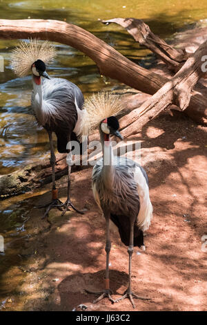 FUENGIROLA, Andalusia/Spagna - 4 Luglio : Nero coronata gru presso il Bioparco in Fuengirola Costa del Sol Spagna il 4 Luglio 2017 Foto Stock