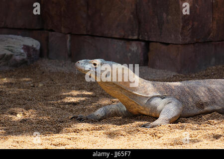 FUENGIROLA, Andalusia/Spagna - 4 Luglio : drago di Komodo (Varanus komodoensis) presso il Bioparco in Fuengirola Costa del Sol Spagna il 4 Luglio 2017 Foto Stock