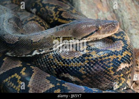 FUENGIROLA, Andalusia/Spagna - 4 Luglio : Pitone reticolato (Python reticulatus) nel Bioparco di Fuengirola Costa del Sol Spagna il 4 Luglio 2017 Foto Stock