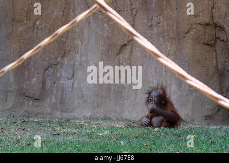 FUENGIROLA, Andalusia/Spagna - 4 Luglio : Baby Orangutan presso il Bioparco Fuengirola Costa del Sol Spagna il 4 Luglio 2017 Foto Stock