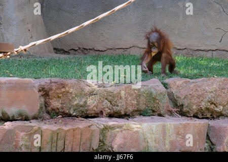 FUENGIROLA, Andalusia/Spagna - 4 Luglio : Baby Orangutan presso il Bioparco Fuengirola Costa del Sol Spagna il 4 Luglio 2017 Foto Stock