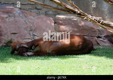 FUENGIROLA, Andalusia/Spagna - 4 Luglio : la Madre e il Bambino Orangutan presso il Bioparco Fuengirola Costa del Sol Spagna il 4 Luglio 2017 Foto Stock