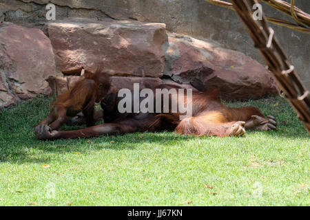 FUENGIROLA, Andalusia/Spagna - 4 Luglio : la Madre e il Bambino orangutan Kissing presso il Bioparco Fuengirola Costa del Sol Spagna il 4 Luglio 2017 Foto Stock