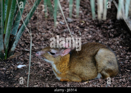 FUENGIROLA, Andalusia/Spagna - 4 Luglio : Mouse Java Deer (Tragulus javanicus) presso il bioparco nel FuengirolaCosta del sol Spagna il 4 Luglio 2017 Foto Stock