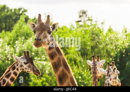 Close-up di una giraffa di fronte alcuni alberi verdi. Foto Stock