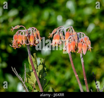 Cotiledone orbiculata fiore nel sud del Capo, in Sud Africa Foto Stock