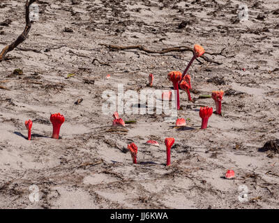 Haemanthus sanguineus fiori nel Capo del Sud, Sud Africa Foto Stock