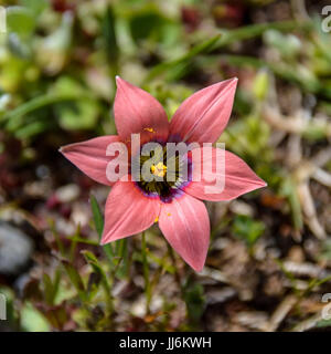 Romulea hirsuta fiore nel sud del Capo, in Sud Africa Foto Stock