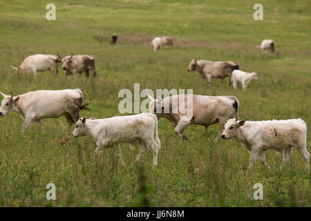 Parte di una mandria di bovini selvatici a Chillingham in Northumberland, Foto Stock