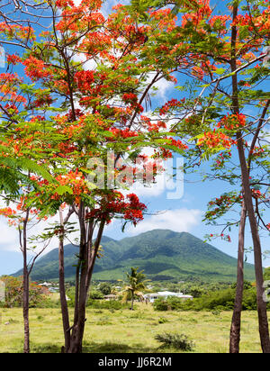 Red Flamboyant alberi con Nevis vulcano a distanza. St.Kitts e Nevis isola dei Caraibi Foto Stock