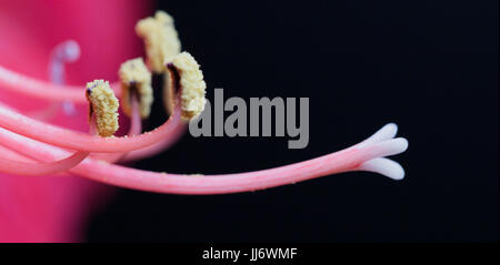 Amaryllis flower Foto Stock