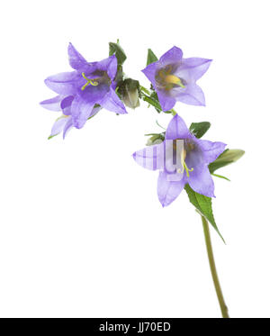 Campanule isolati su sfondo bianco. Foto Stock