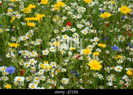 Piantato il prato di fiori selvaggi impasti colorati fiori di primavera estate fiori Foto Stock