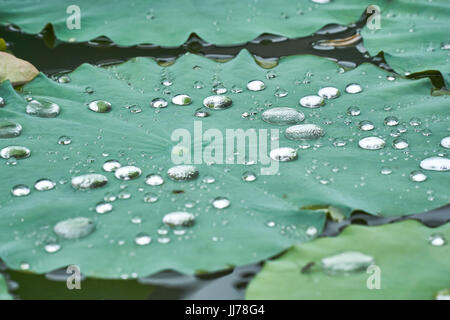 Argento gocce di acqua su una lotus giglio di acqua dopo la pioggia. Foto Stock