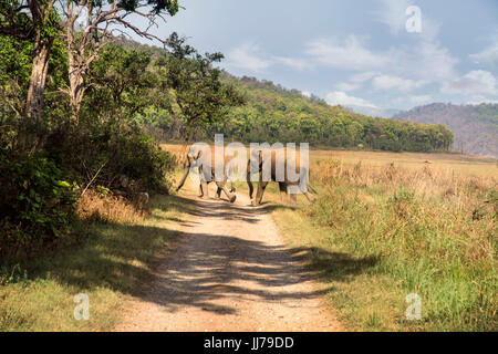 Famiglia di mandrie e mandrie in Natures Paradise Foto Stock