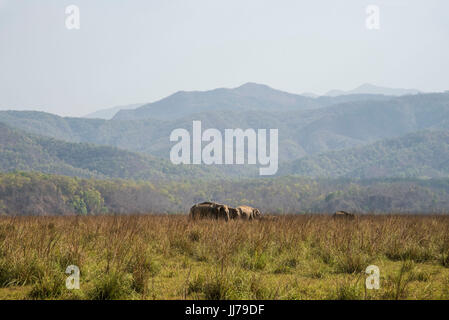 Famiglia di mandrie e mandrie in Natures Paradise Foto Stock