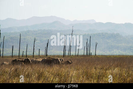 Famiglia di mandrie e mandrie in Natures Paradise Foto Stock