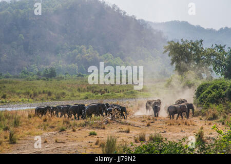 Famiglia di mandrie e mandrie in Natures Paradise Foto Stock