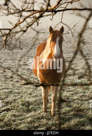 Cavallo di castagno in piedi nel campo di un gelido mattino, Pembrokeshire, Regno Unito Foto Stock