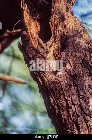 Indian Assiolo (Otus bakkamoena), di Keoladeo Ghana National Park, Bharatpur Rajasthan, India Foto Stock