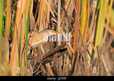 Voce maschile Tarabusino nel Delta del Danubio Romania Foto Stock