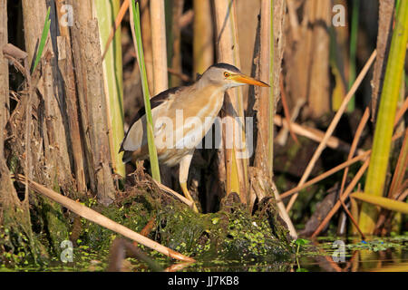 Voce maschile Tarabusino nel Delta del Danubio Romania Foto Stock