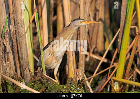 Voce maschile Tarabusino nel Delta del Danubio Romania Foto Stock