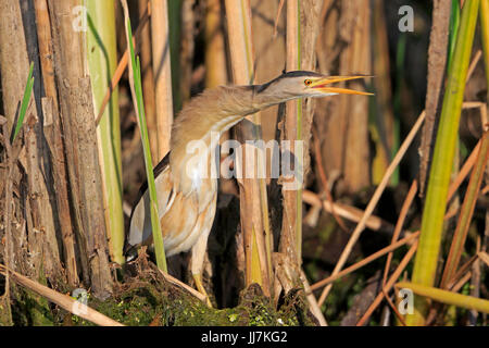 Voce maschile Tarabusino stretching con il suo becco aperto nel Delta del Danubio Romania Foto Stock