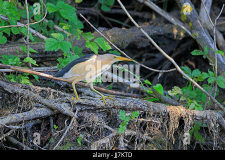 Voce maschile Tarabusino nel Delta del Danubio Romania Foto Stock