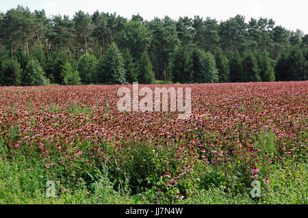 Campo di Purple Coneflower, Renania settentrionale-Vestfalia, Germania / (Echinacea purpurea, Rudbeckia purpurea) | Feld mit Purpursonnenhut Foto Stock