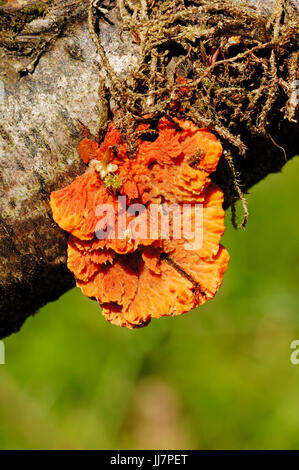 Il cinabro rosso-Polypore, Renania settentrionale-Vestfalia, Tedesco y/ (Pycnoporus cinnabarinus) / Rosso Polypore Foto Stock