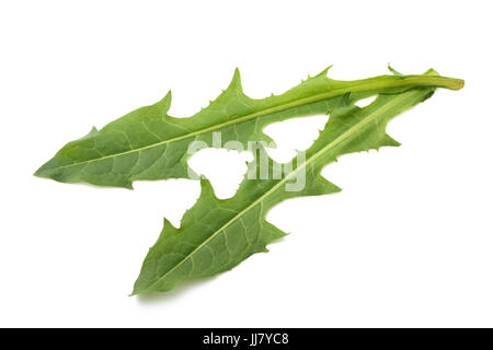 Due foglie di tarassaco isolati su sfondo bianco Foto Stock