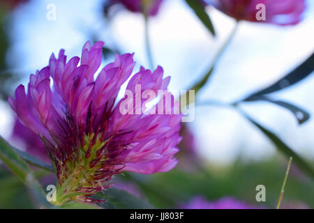 Trifoglio rosso fiore (Trifolium pratense). La messa a fuoco in primo piano. Foto Stock