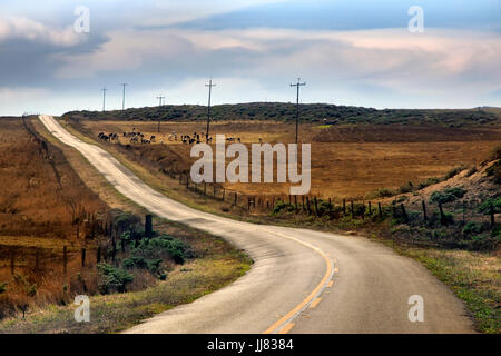 Una mandria di mucche al pascolo vicino alla strada, California Foto Stock