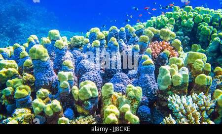 Coralli duri e di piccoli pesci nel mare rosso. Egitto Foto Stock